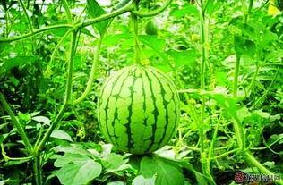 黑料吃瓜网apk普通安装 